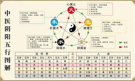 中醫基礎理論-陰陽五行